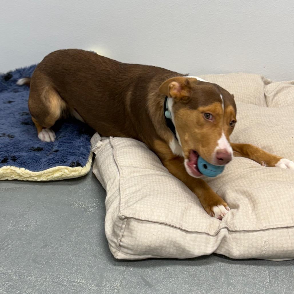 Desiree , a ADOPTABLE Mixed Breed in Crookston, MN image 5/5