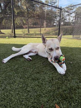 Cedar, Adoptable, Adult Male Husky & Labrador Retriever.