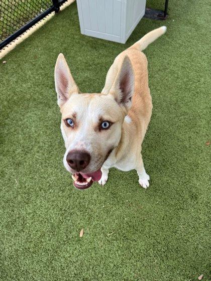 Cedar, a Adoptable mixed breed in Daphne, AL image 2/3
