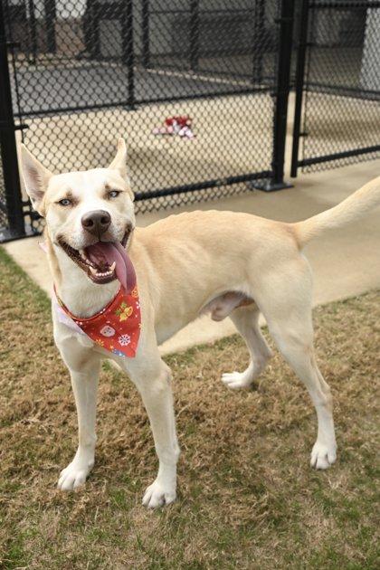 Cedar, a Adoptable mixed breed in Daphne, AL image 3/3