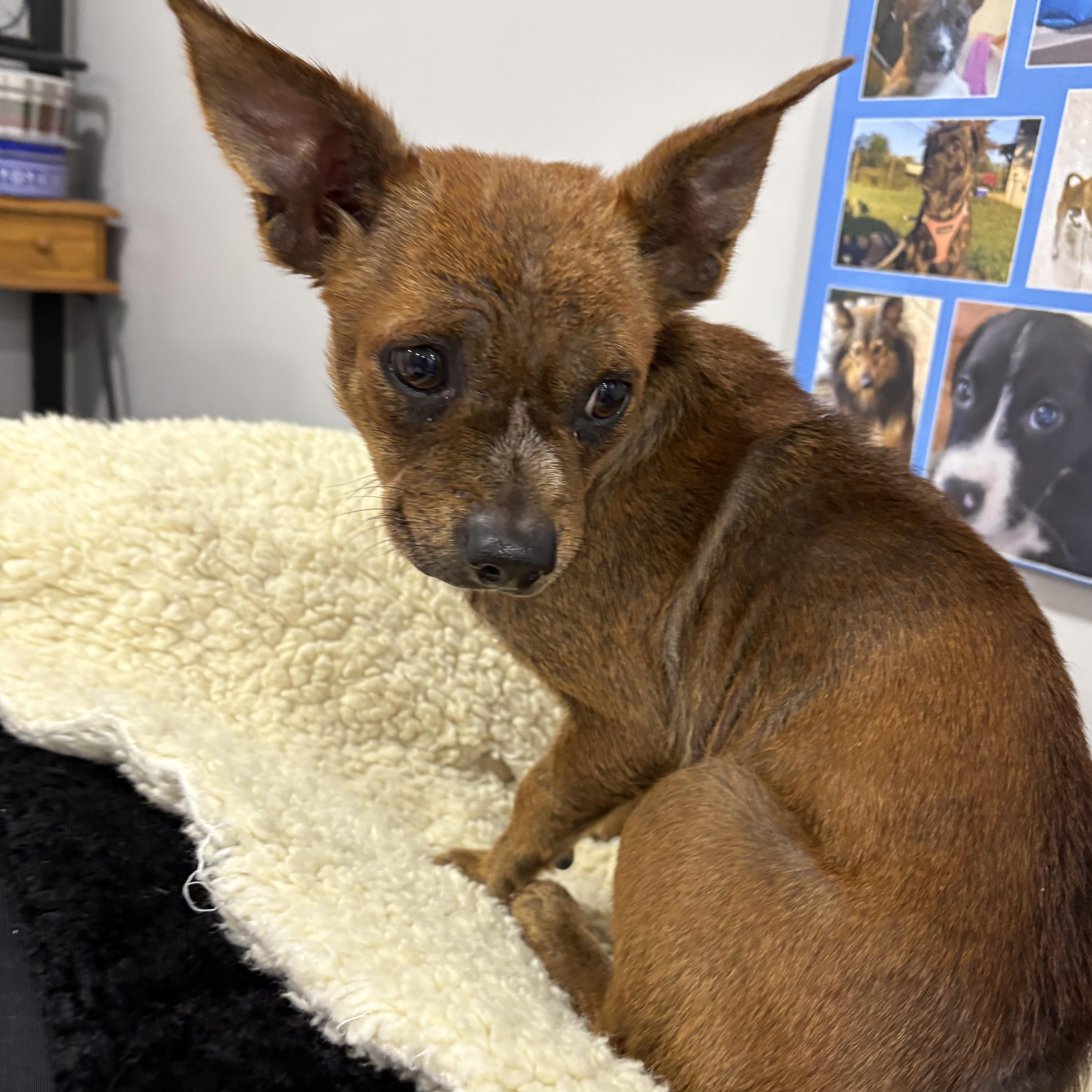 Enlarge Biscotti, a Adoptable mixed breed in Abington, PA image 3/3