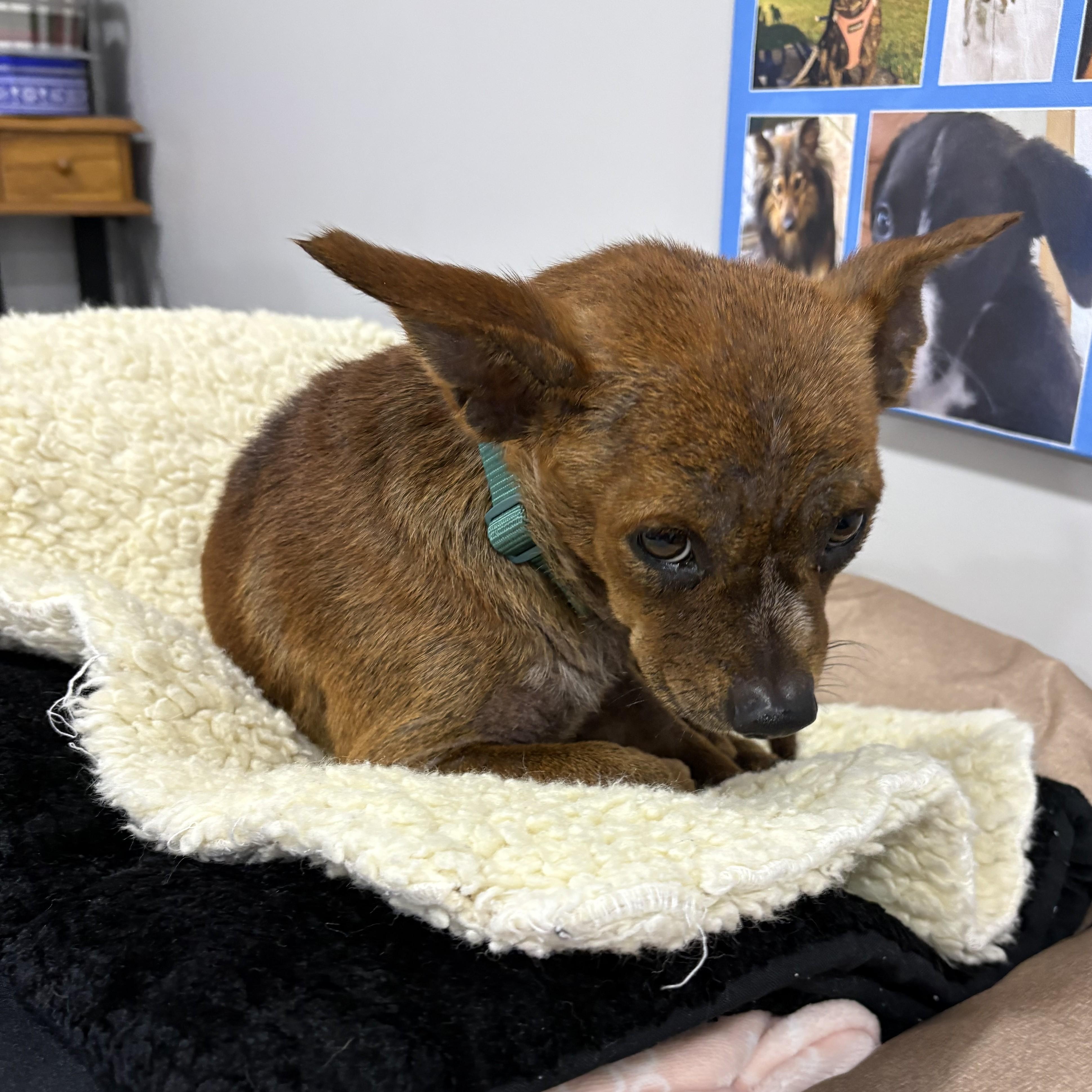 Biscotti, Adoptable, Young Male French Bulldog & Chihuahua.