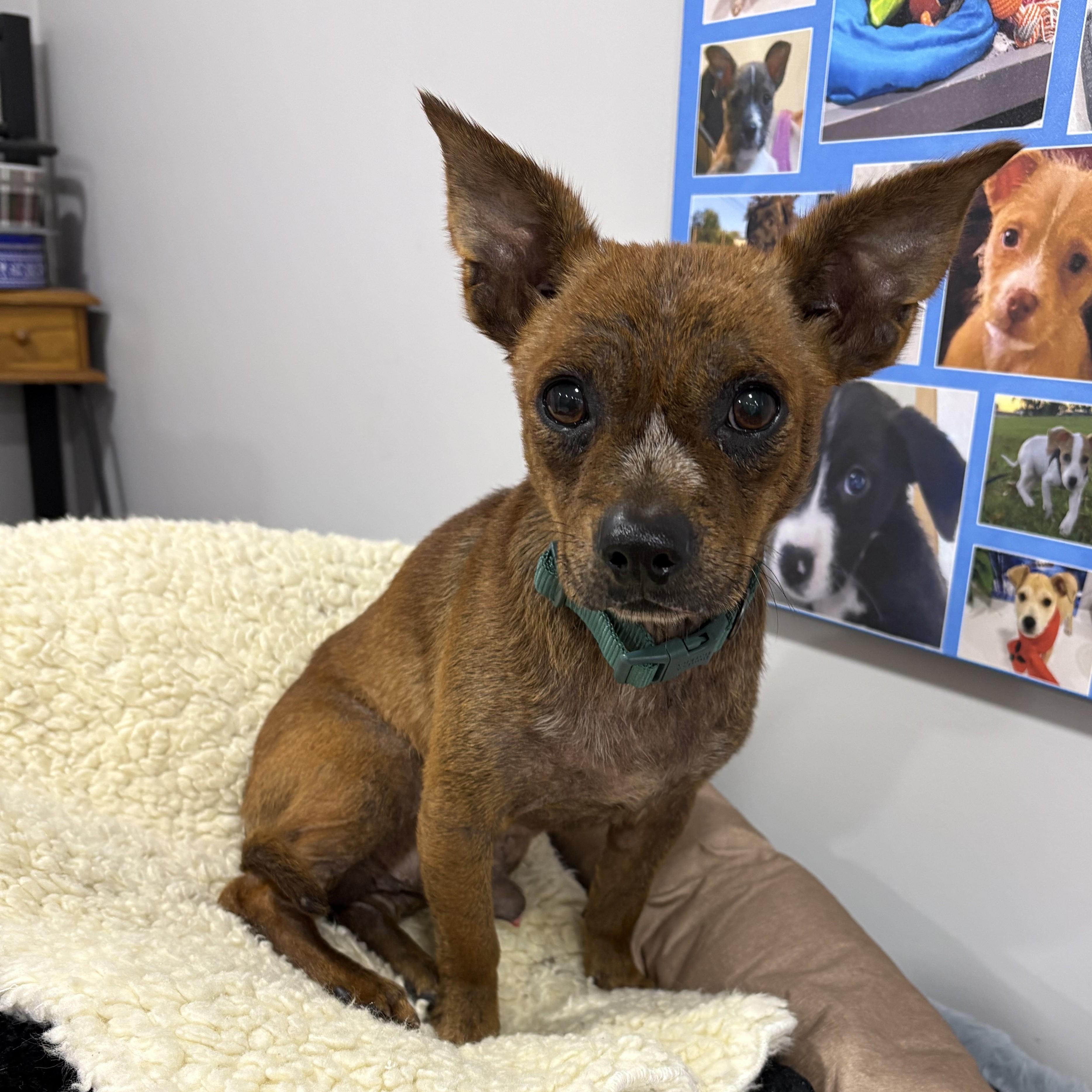 Enlarge Biscotti, a Adoptable mixed breed in Abington, PA image 2/3