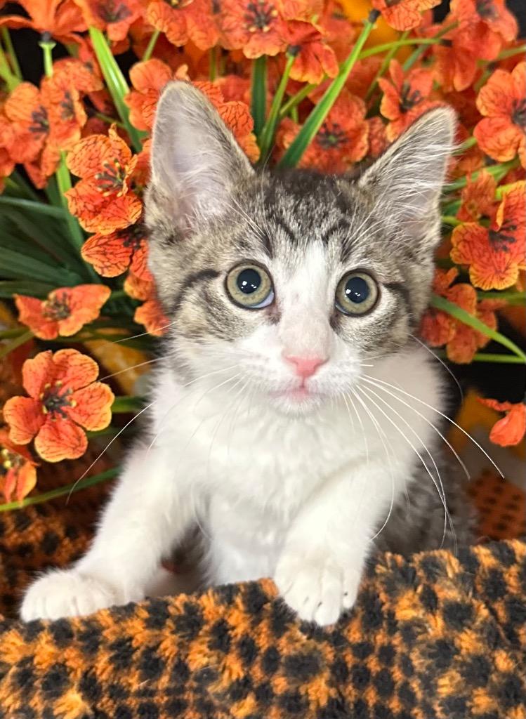 3/10/26 Dusty, Adoptable, Kitten Female Domestic Short Hair.