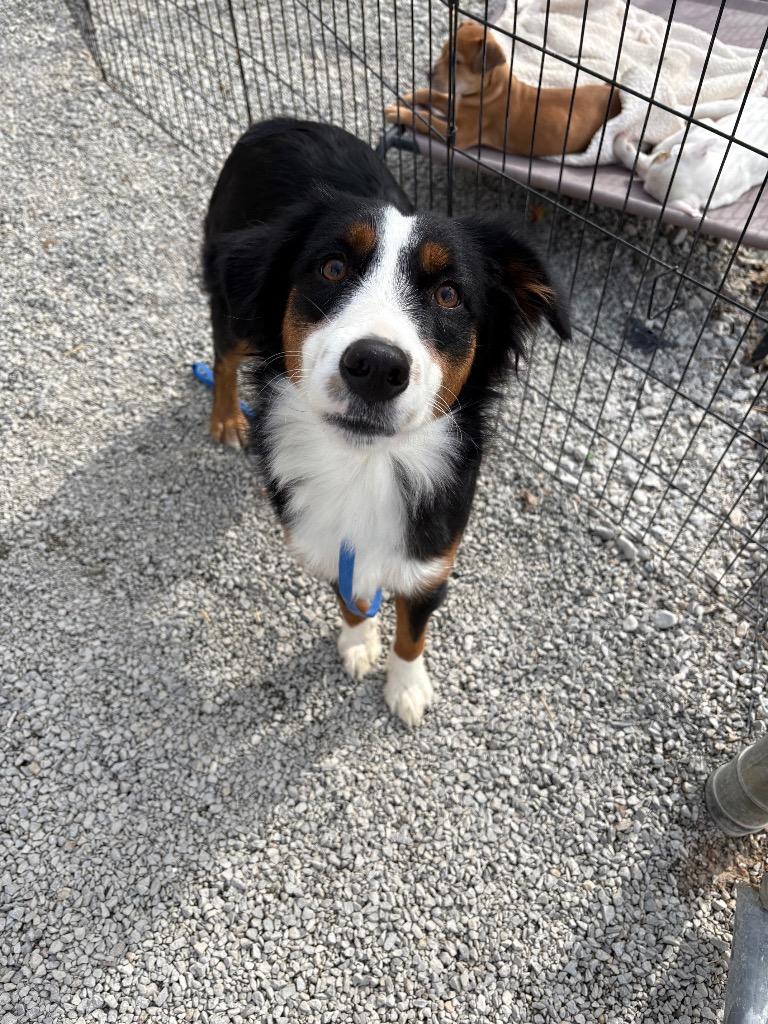 Enlarge Lena, a Adoptable Australian Shepherd in Morgantown, KY image 1/1