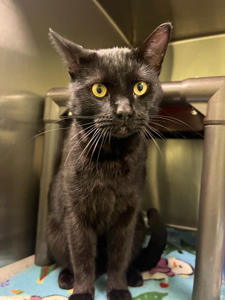 Enlarge Kev, a Adoptable mixed breed in La Porte, IN image 1/1