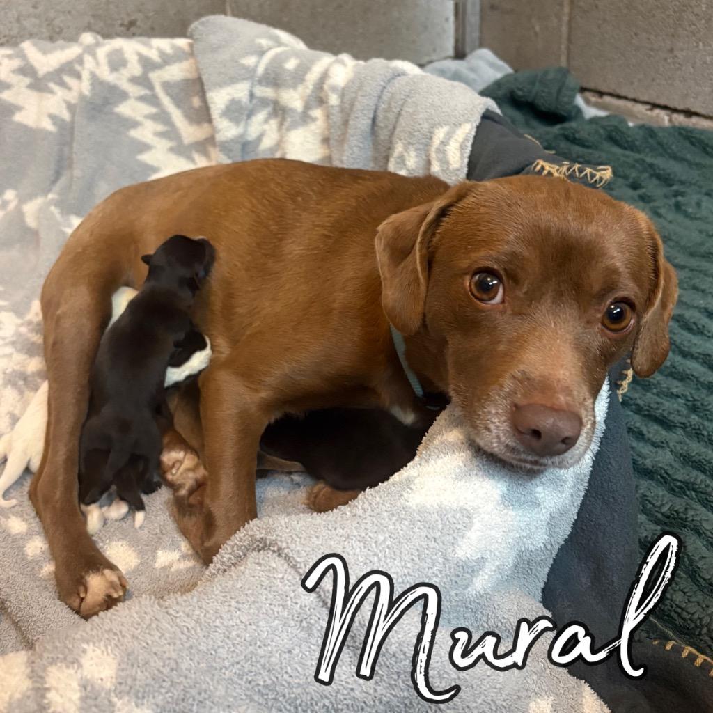Mural, Adoptable, Young Female Beagle & Mixed Breed.