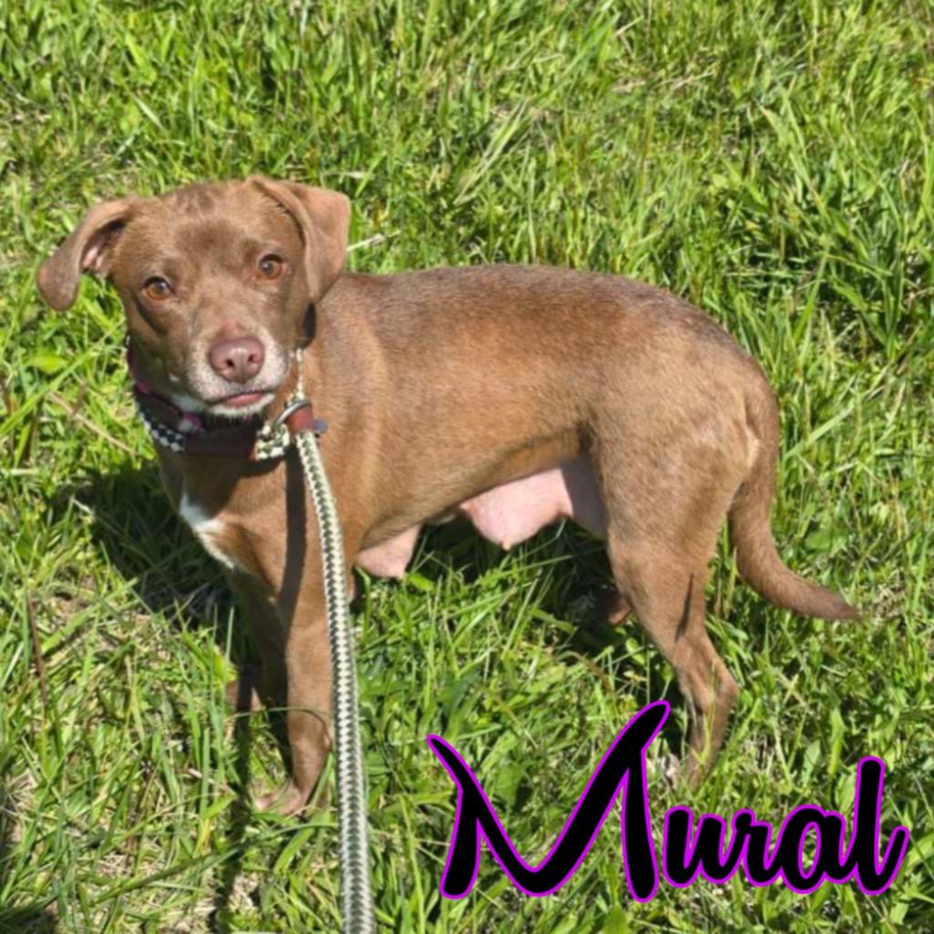 Enlarge Mural, a Adoptable mixed breed in Hillsboro, OH image 2/3