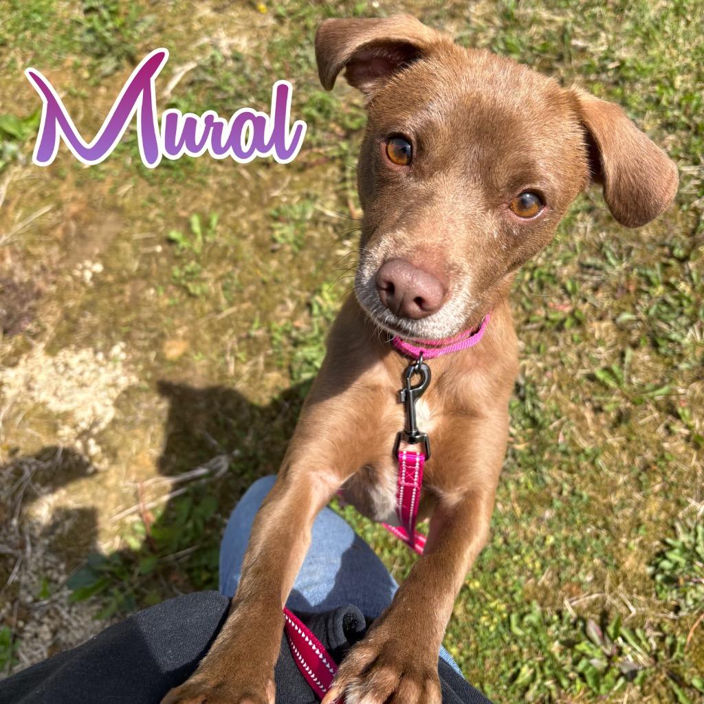 Enlarge Mural, a Adoptable mixed breed in Hillsboro, OH image 3/3