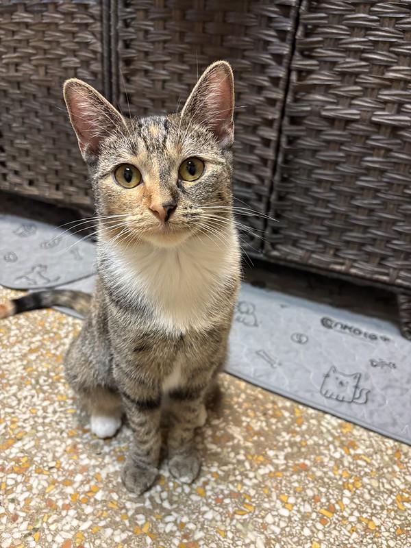 Hermione, ADOPTABLE, Young Female Tabby & Calico.