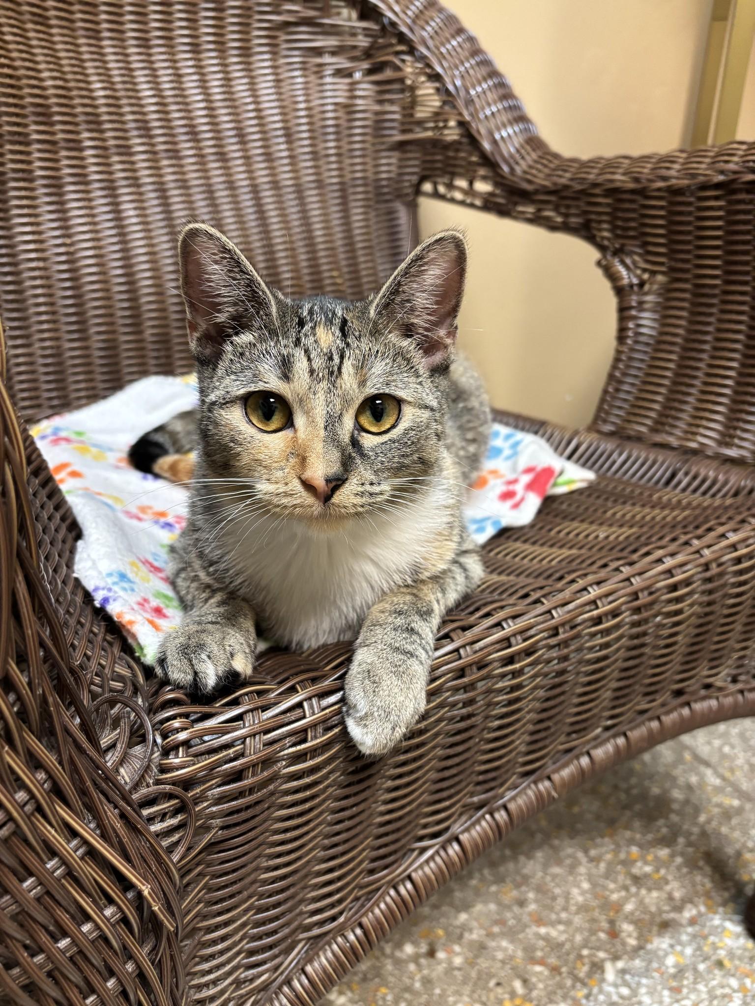 Hermione, a ADOPTABLE mixed breed in Chicago, IL image 2/2