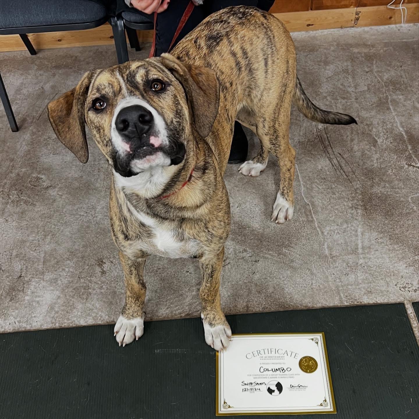 Columbo, Young Male American Bulldog