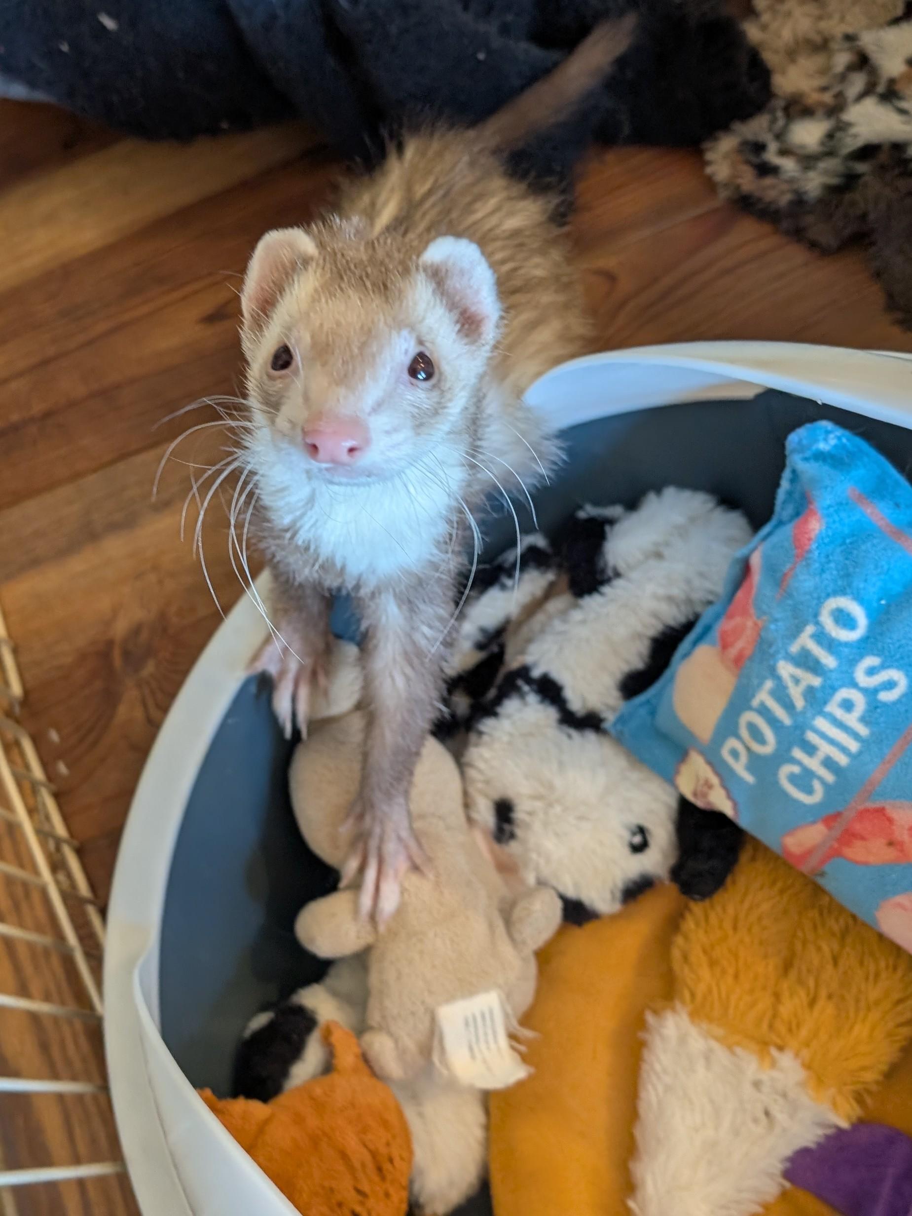 Severus and Albus, ADOPTABLE, Adult Male Ferret.
