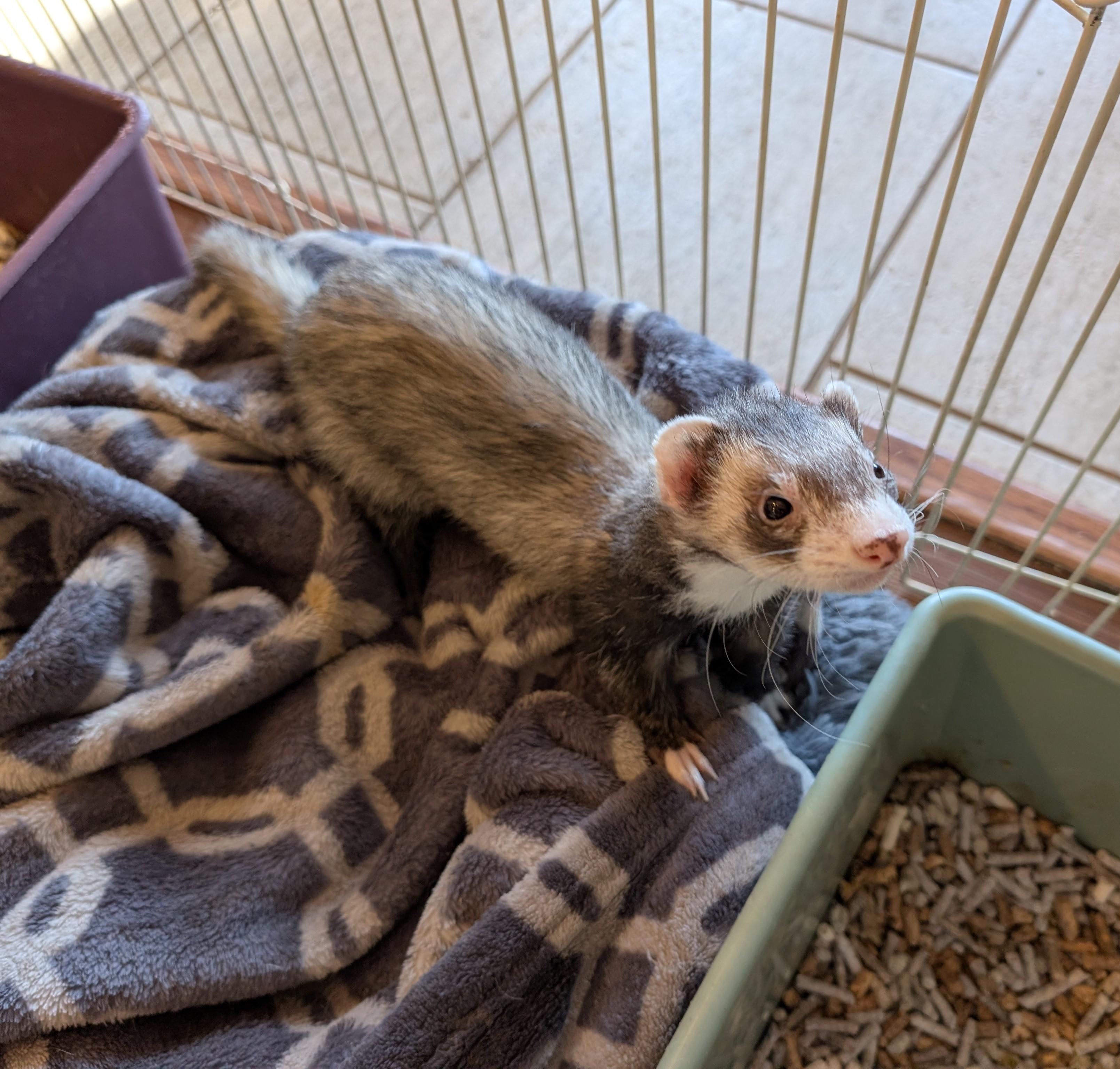Severus and Albus, a ADOPTABLE Ferret in Brandy Station, VA image 2/2