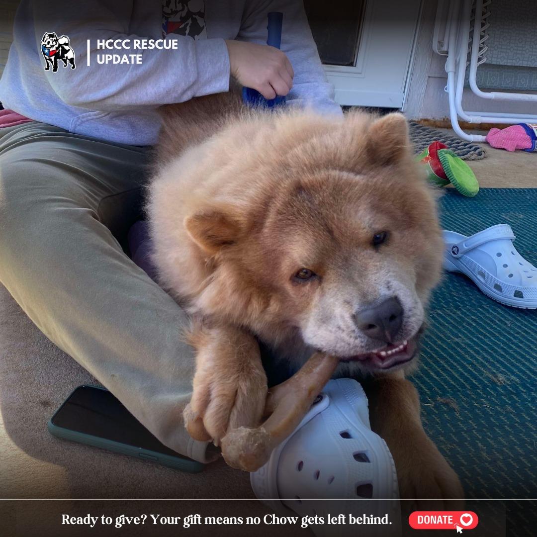 Pedro Pascal, a Adoptable Chow Chow in Tolland, CT image 3/5