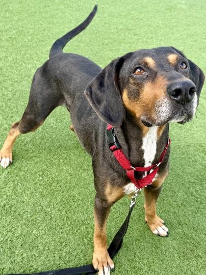 Enlarge Klaxon, a Adoptable mixed breed in Downers Grove, IL image 2/3