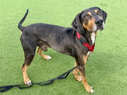 Klaxon, Adoptable, Adult Male Coonhound.