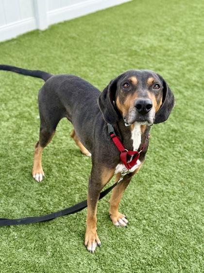 Enlarge Klaxon, a Adoptable mixed breed in Downers Grove, IL image 3/3