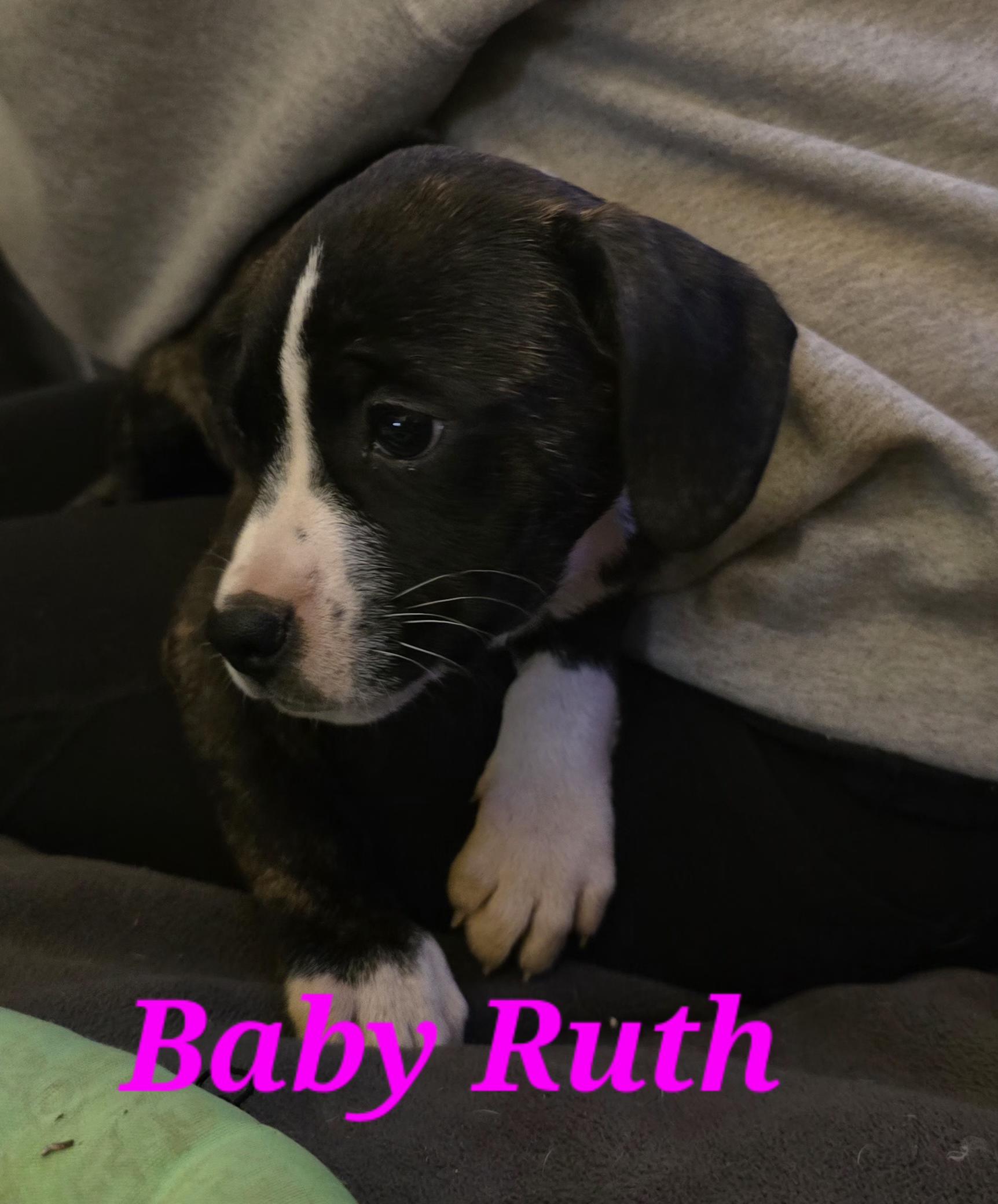Baby Ruth, Baby Female Boston Terrier