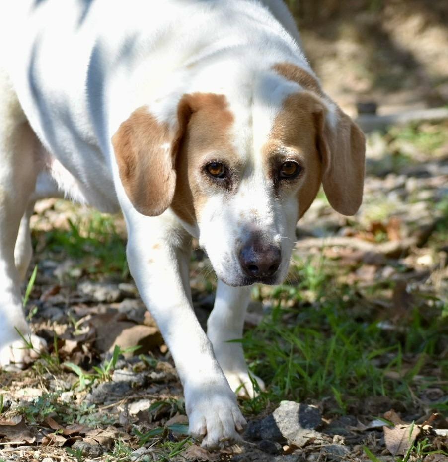 Maynard, Adoptable, Adult Male Beagle & Mixed Breed.