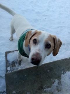 Maynard, Adoptable, Adult Male Beagle & Mixed Breed.