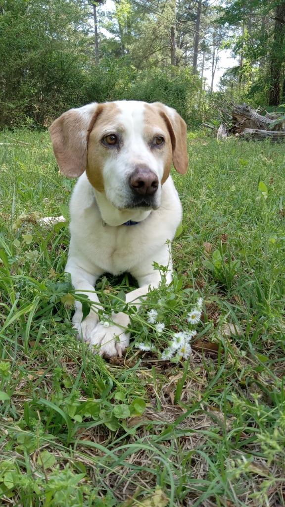 Maynard, Adoptable, Adult Male Beagle & Mixed Breed.