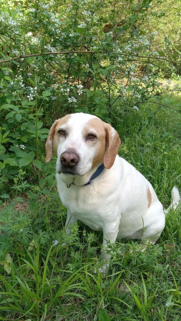 Enlarge Maynard, a Adoptable mixed breed in Sherwood, AR image 2/5