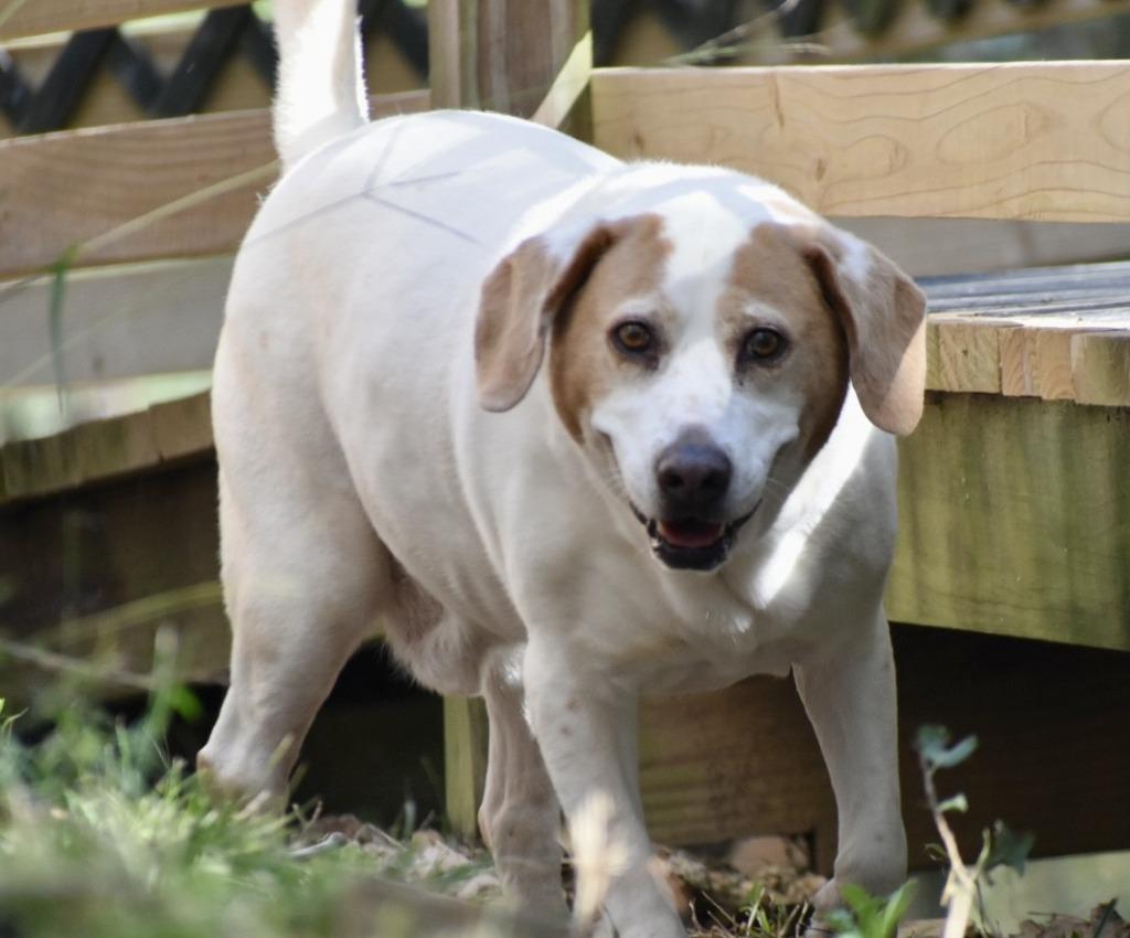Enlarge Maynard, a Adoptable mixed breed in Sherwood, AR image 4/4