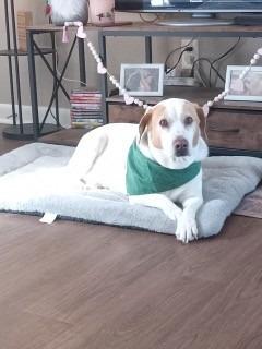 Maynard, a Adoptable mixed breed in Sherwood, AR image 4/6