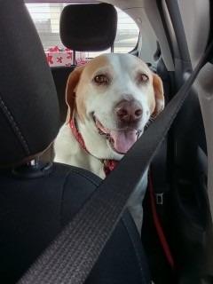 Maynard, a Adoptable mixed breed in Sherwood, AR image 5/6