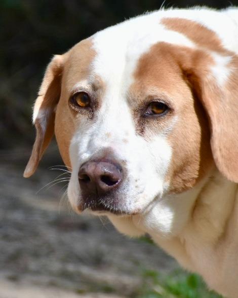 Maynard, a Adoptable mixed breed in Sherwood, AR image 6/6