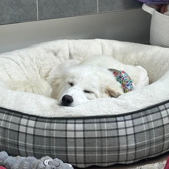 Enlarge Nita, an adopted mixed breed in Edmonton, AB image 6/6