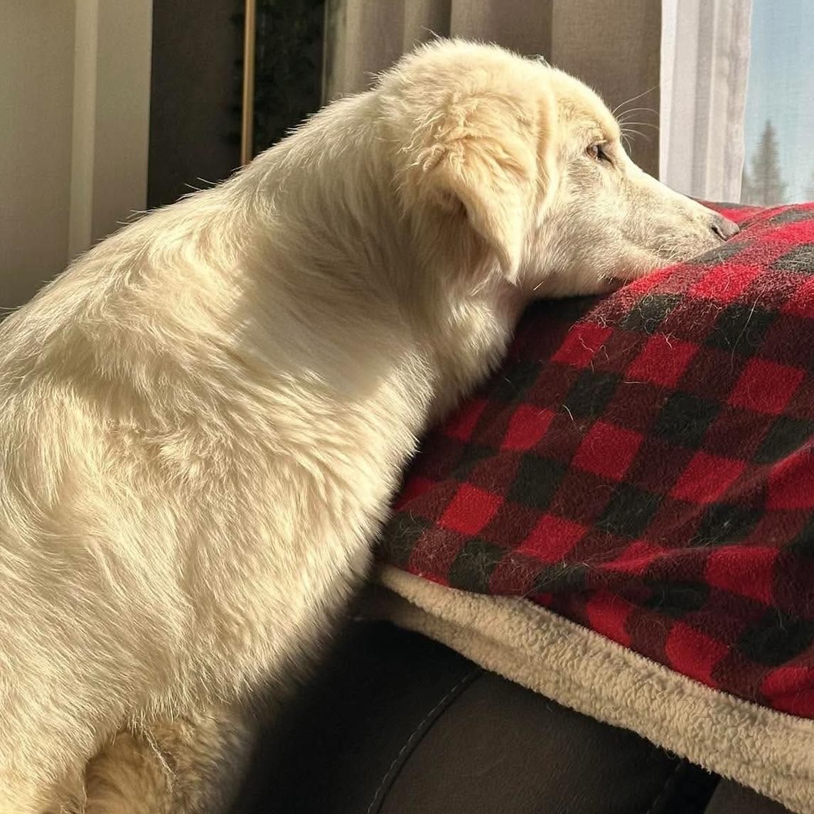 Enlarge Nita, an adopted mixed breed in Edmonton, AB image 5/6