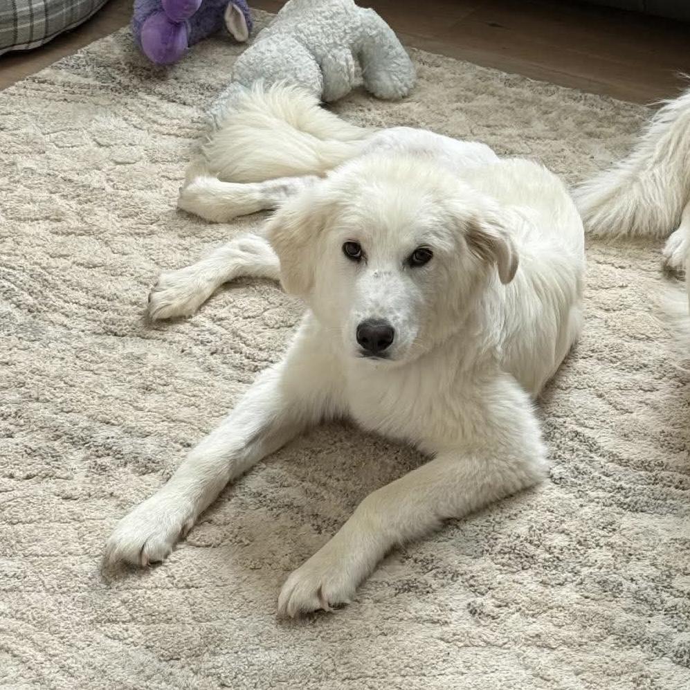 Nita, adopted, Young Female Maremma Sheepdog.