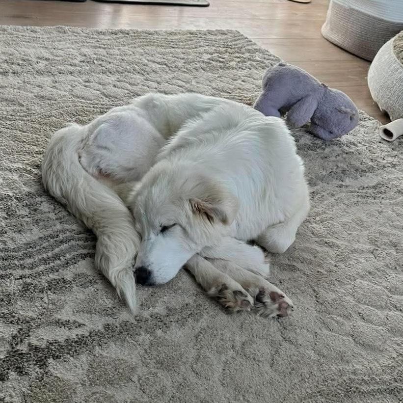 Enlarge Nita, an adopted mixed breed in Edmonton, AB image 2/6