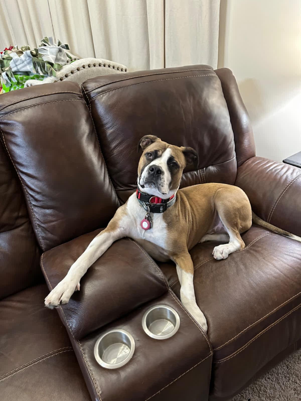 Matcha, a Adoptable mixed breed in Memphis, TN image 4/6