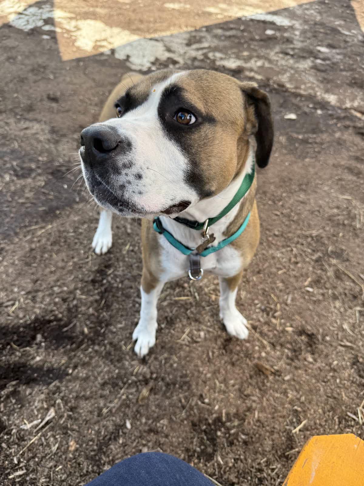 Matcha, a Adoptable mixed breed in Memphis, TN image 1/6