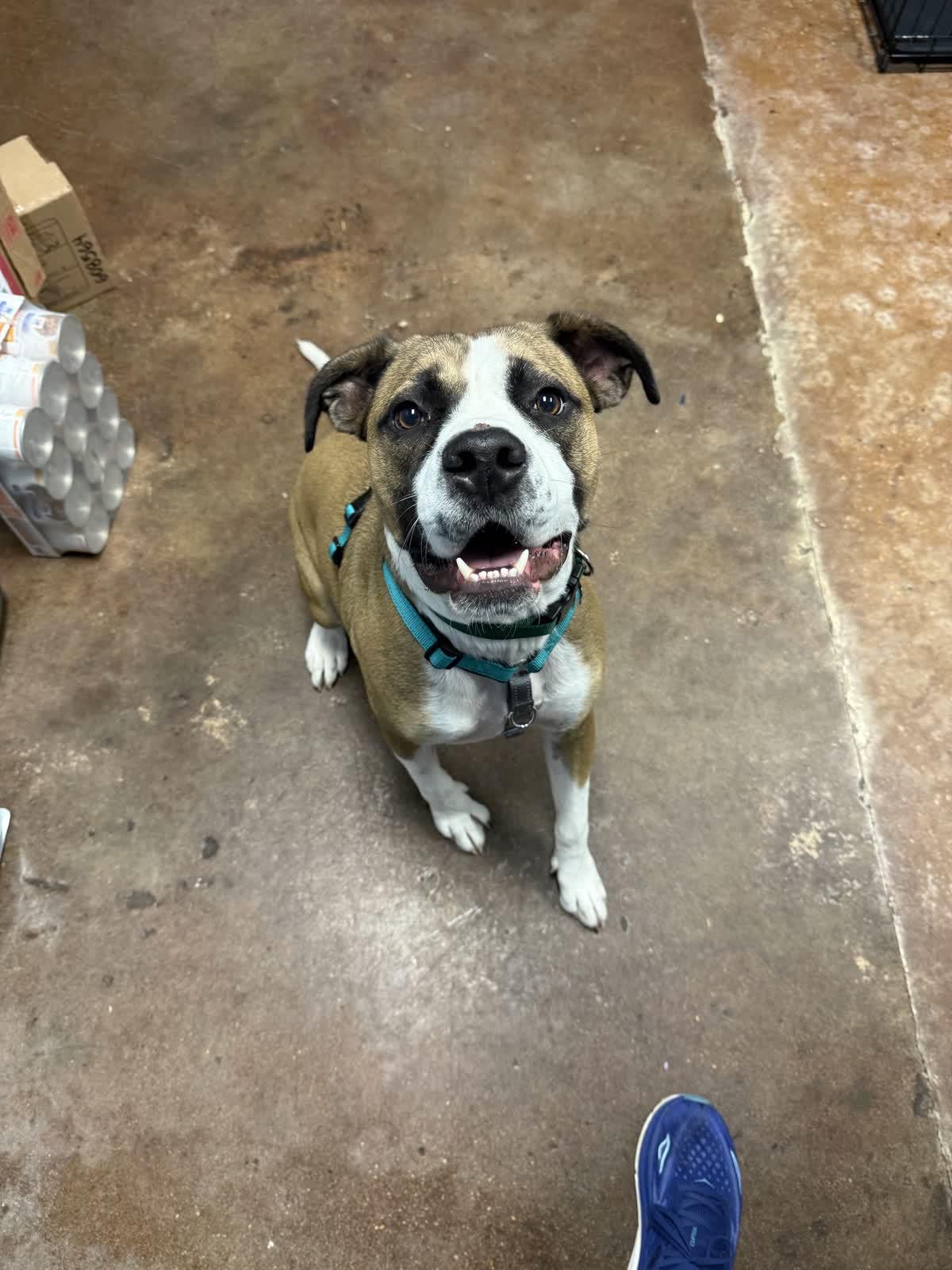 Matcha, Adoptable, Young Male Mixed Breed.