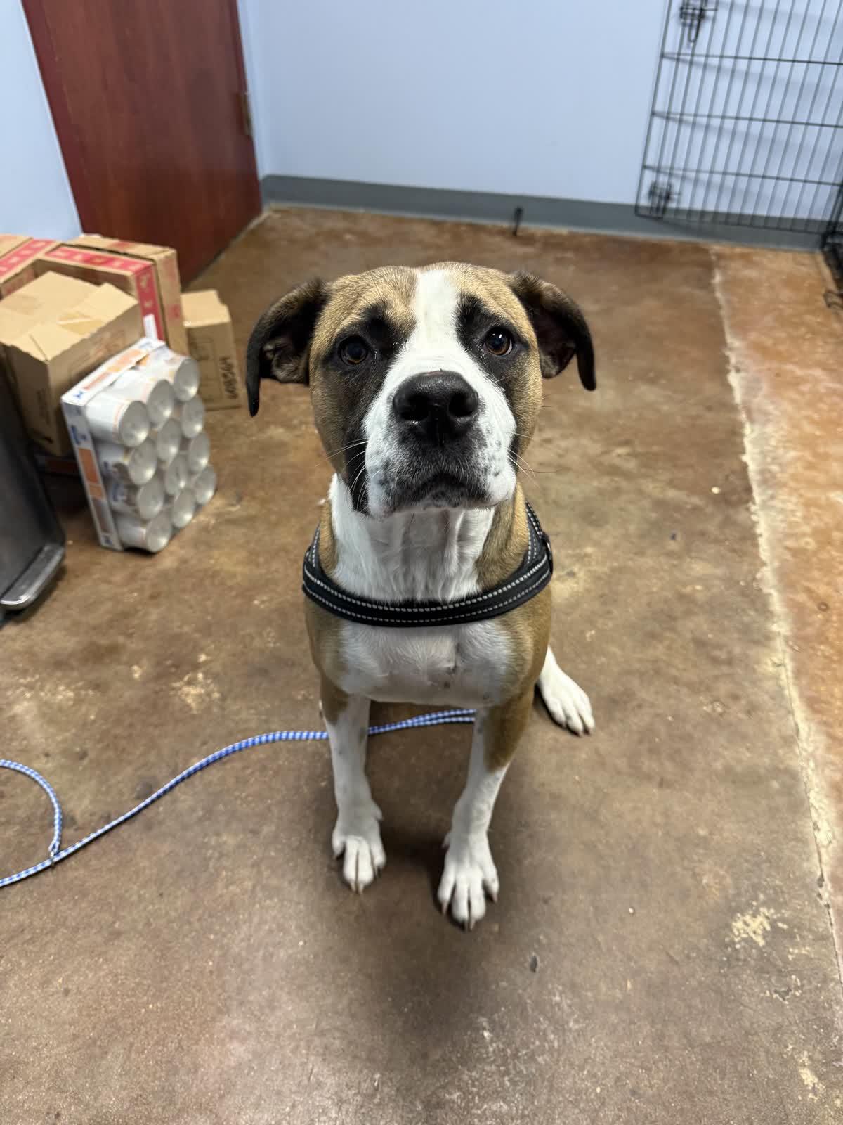 Matcha, a Adoptable mixed breed in Memphis, TN image 5/6