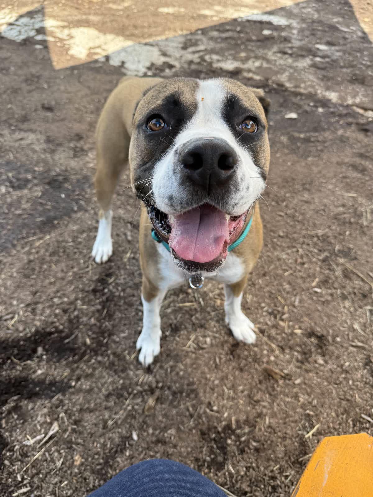 Matcha, a Adoptable mixed breed in Memphis, TN image 3/6