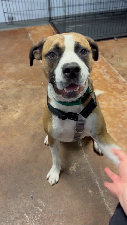 Enlarge Matcha, a Adoptable mixed breed in Memphis, TN video 6/6