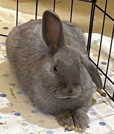 Flopsy, Adoptable, Young Male American.