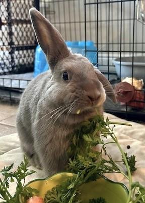 Enlarge Flopsy, a Adoptable American in Quakertown, PA image 2/3