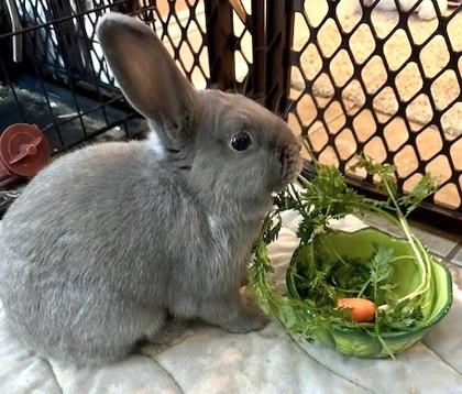Enlarge Flopsy, a Adoptable American in Quakertown, PA image 3/3