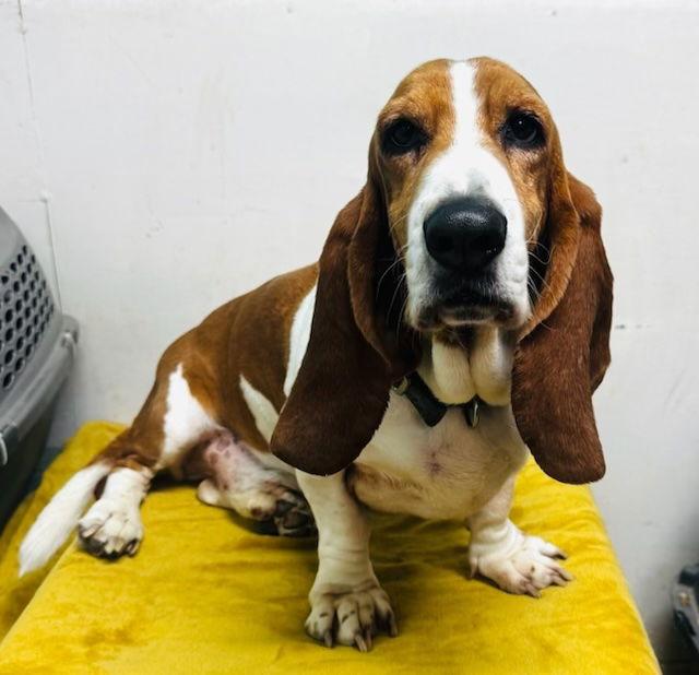 Enlarge Ulysses, a Adoptable Basset Hound in Petaluma, CA image 2/3