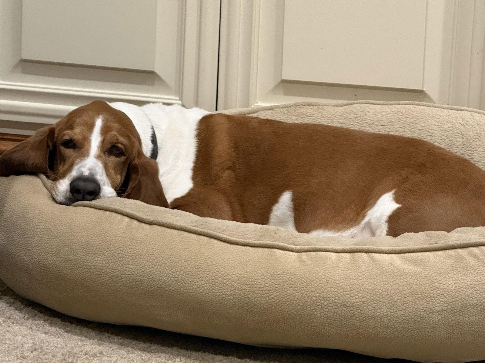 Enlarge Ulysses, a Adoptable Basset Hound in Petaluma, CA image 3/3