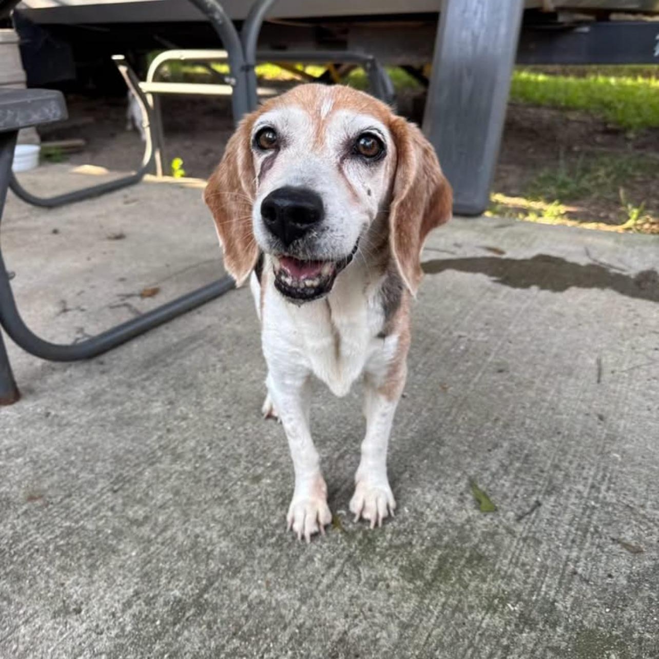 Sue, Adoptable, Senior Female Beagle.