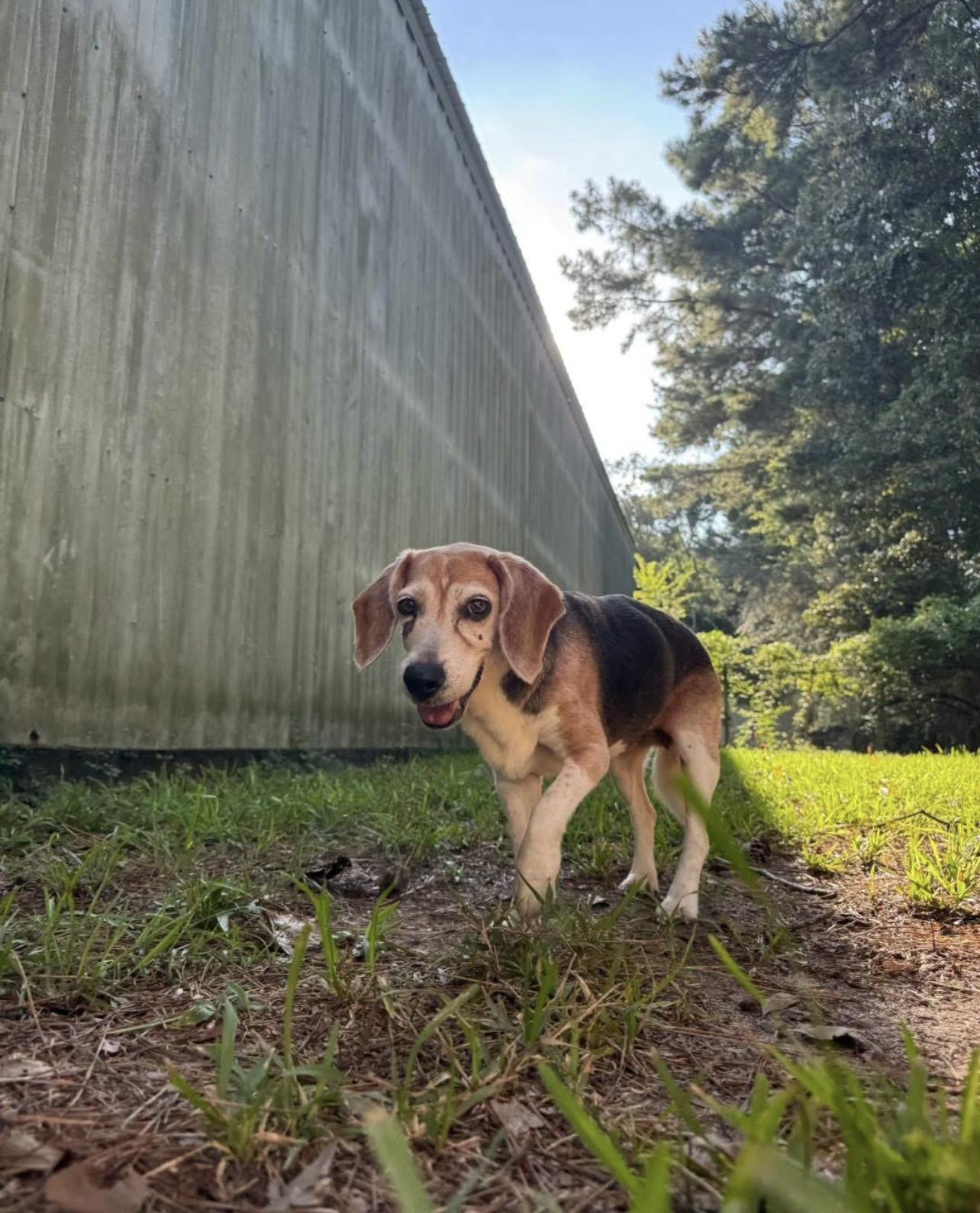 Enlarge Sue, a Adoptable Beagle in Baton Rouge, LA image 2/3