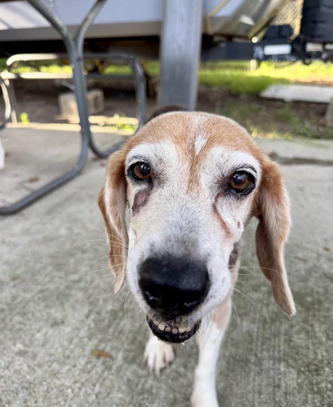 Enlarge Sue, a Adoptable Beagle in Baton Rouge, LA image 3/3