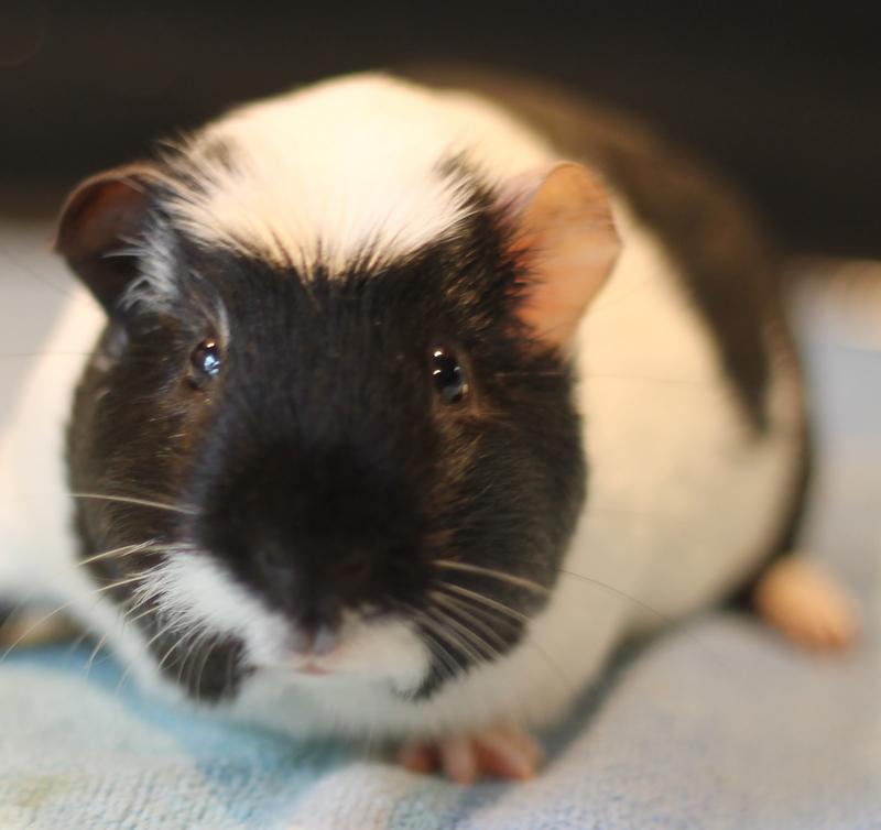 Enlarge Enzo, an adoptable Guinea Pig in Budd Lake, NJ image 2/6